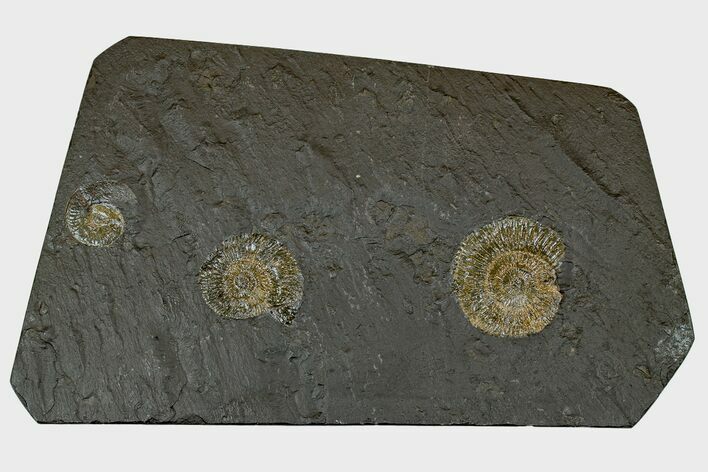 Dactylioceras Ammonite Cluster - Posidonia Shale, Germany #169436